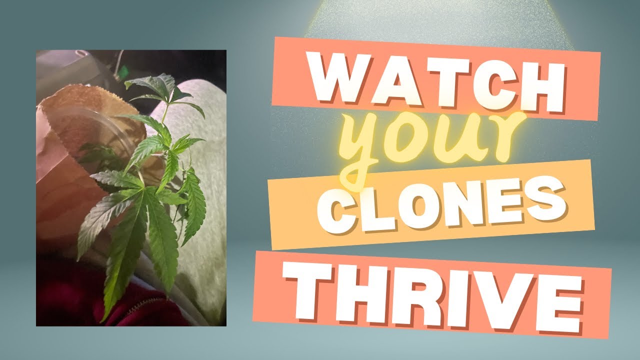 Transplanting Super Boof Clones: Beginner's Guide to Thriving Cannabis Plants