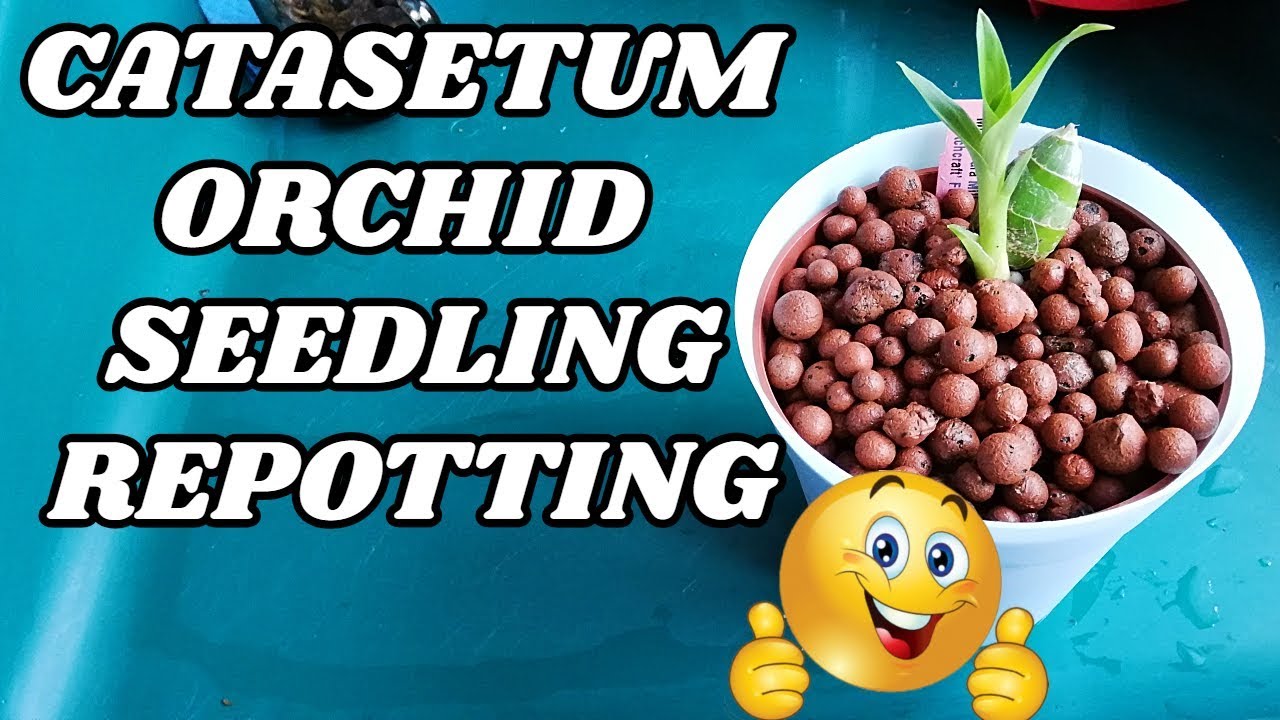 Catasetum Orchid Care - Repotting in Semi Hydro - Self Watering Pot