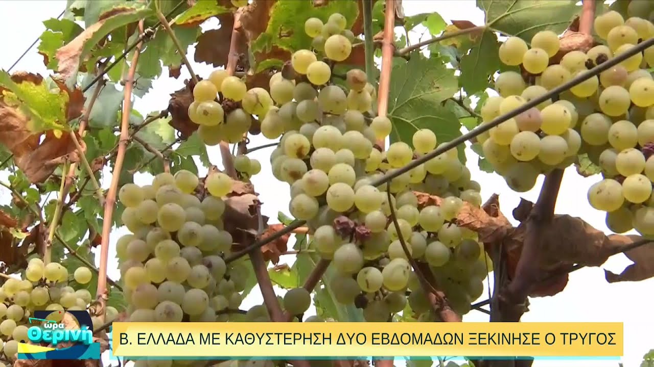 Τρύγος: Το μυστικό της συγκομιδής που επηρεάζει το κρασί | 02/09/2022 | ΕΡΤ