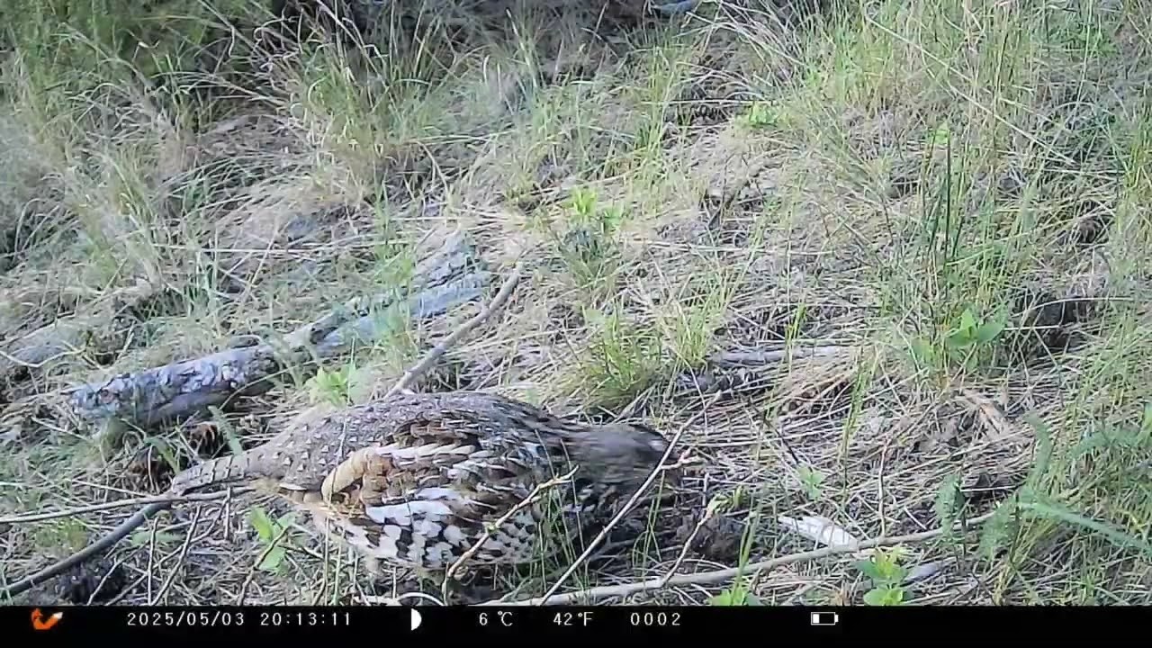 Grouse in May