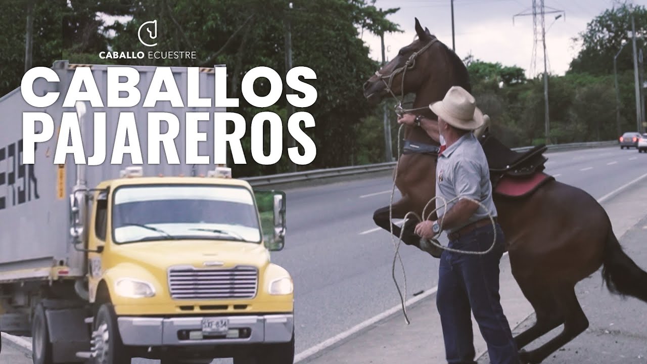 YEGUA CON MIEDOS 🐴❌☠️  CABALLOS  PAJAREROS  🪬