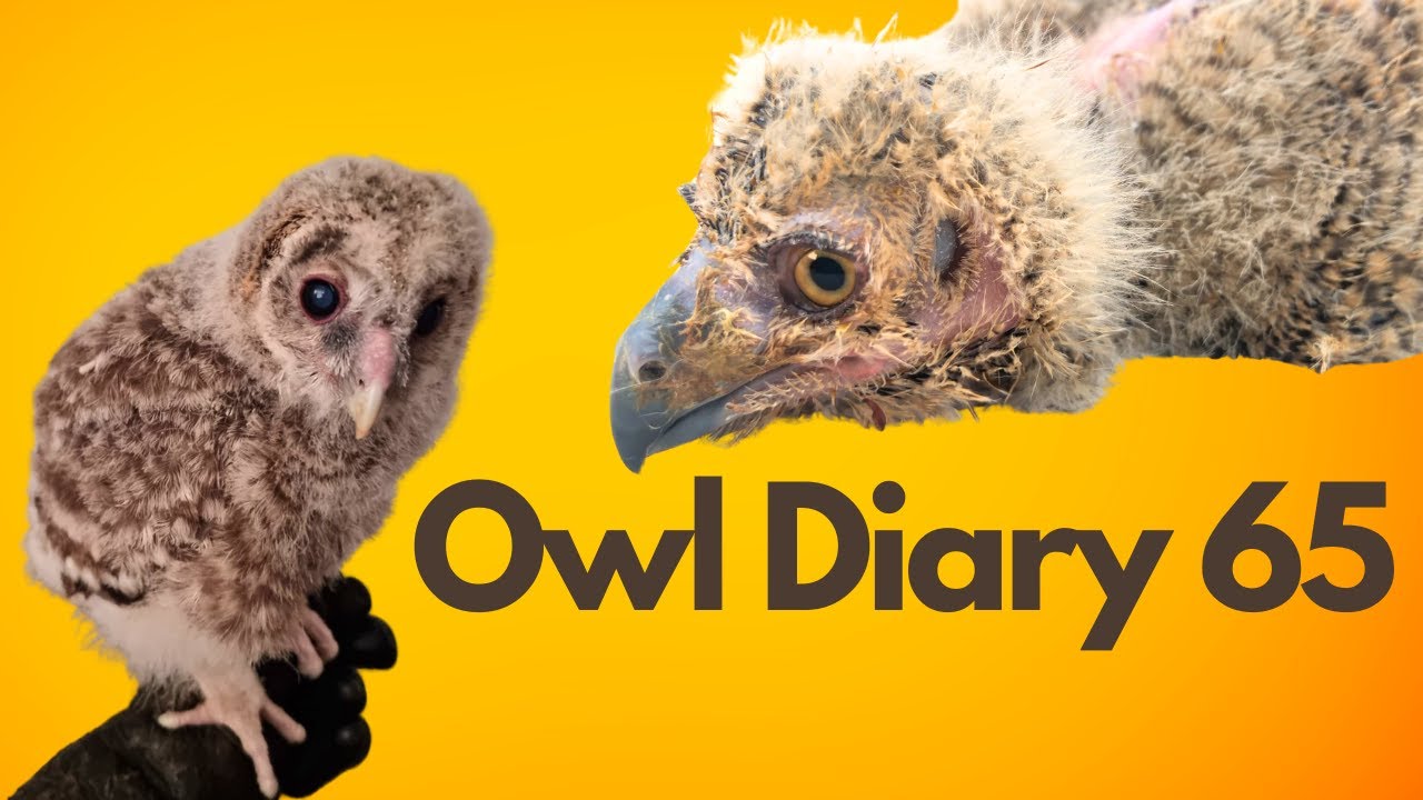 Owl Diary 65  - Meet our new baby owls for 2024