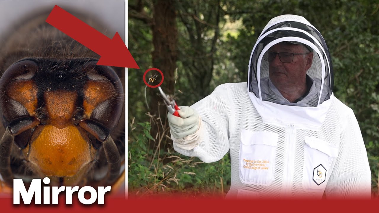 Hornet Hunters: Inside Jersey's battle against Asian hornets | EXCLUSIVE