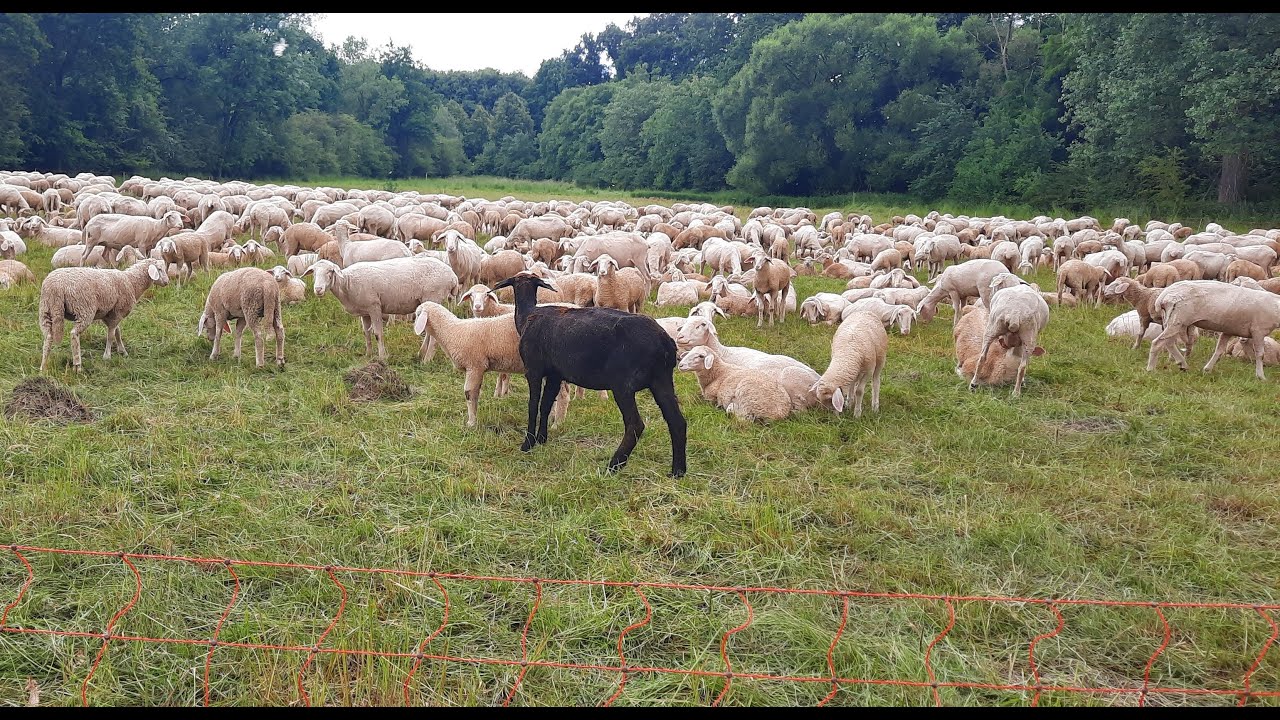 Schafe