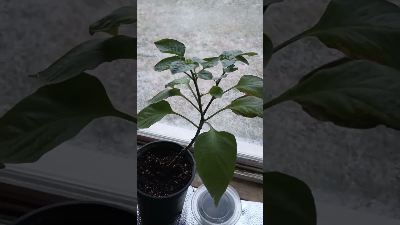 Michigan tree farm prep what should I grow next