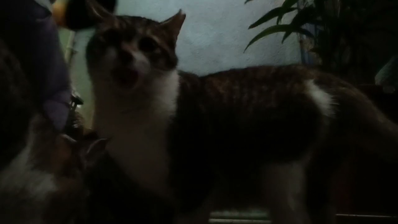 2026年2月9日夕方6:30pm の猫たち