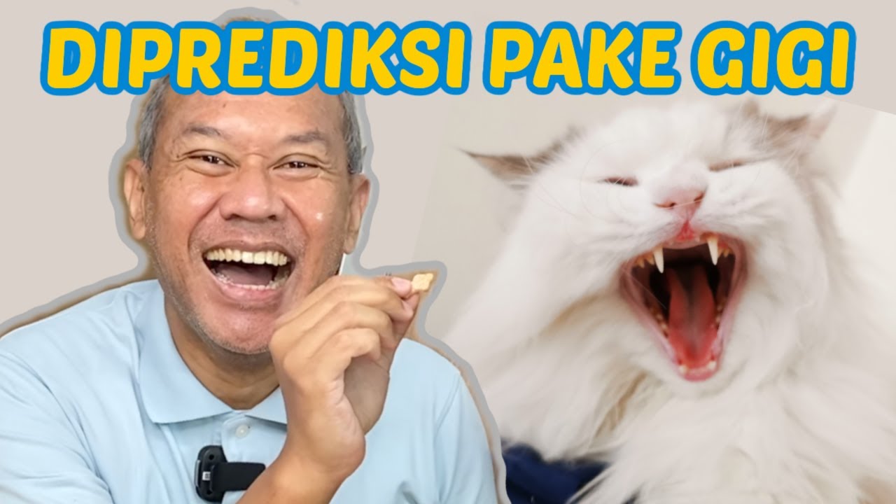 CARA MENGETAHUI UMUR KUCING