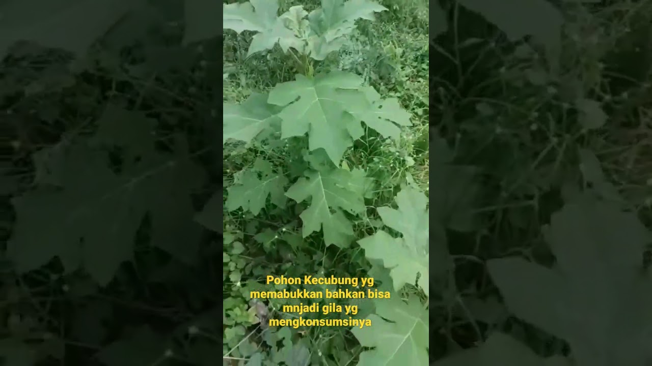 Pohon Kecubung