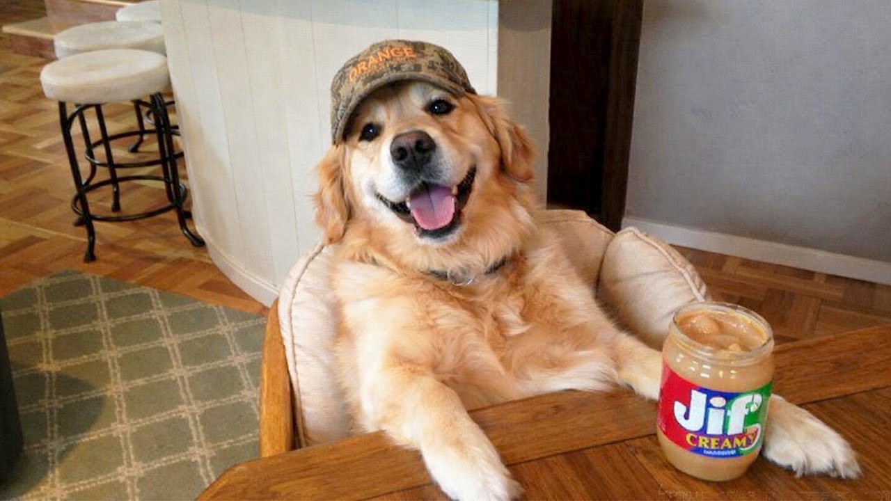 Funniest Golden Retrievers Ever 🤣 Funny Dog Videos That’ll Make Your Day