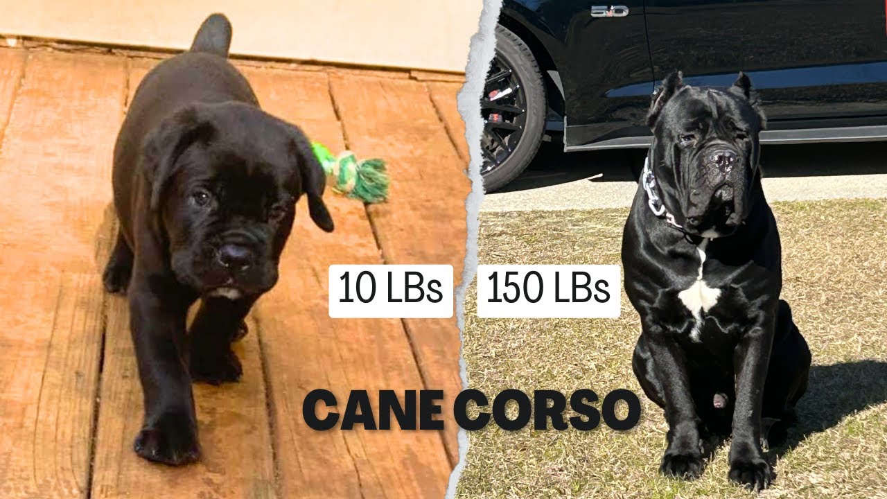 Cane Corso Transformation from 1 month to 26 Months  #canecorso #dogs #animalplanet