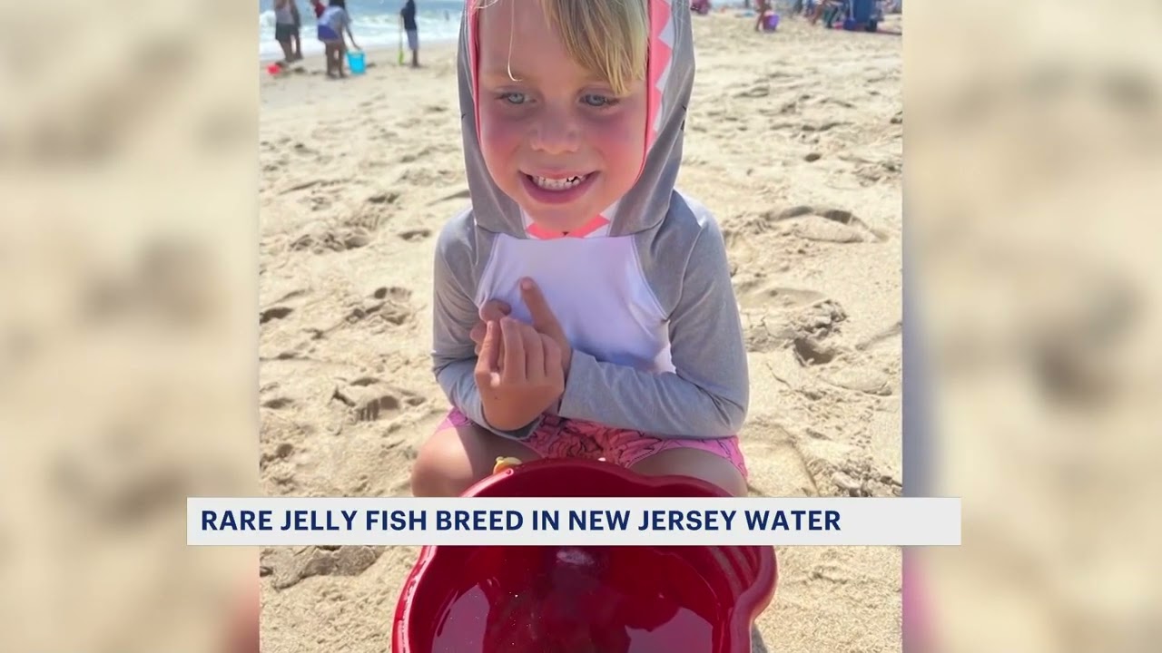 The mauve stinger: A rare jellyfish finding its way along Jersey Shore. Here’s what we know.