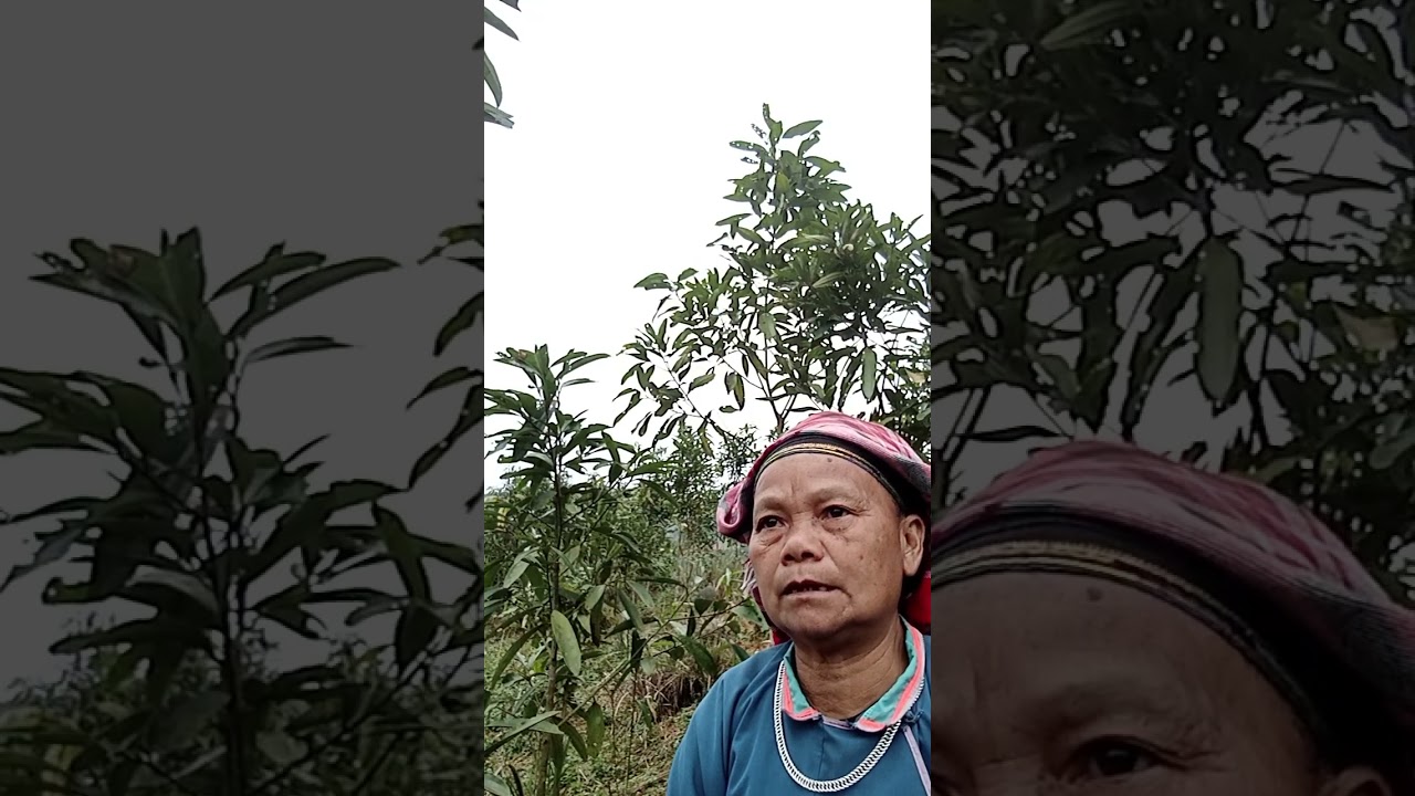 HÁT NÙNG DAO DUYÊN HÁT GỬI BẠN NGÁN CHIÊN XÍN MẦN