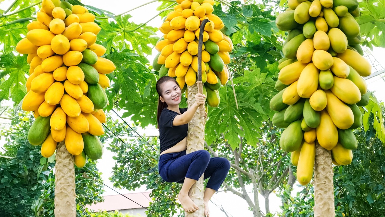 Harvesting Sweet GIANT Papayas | A Peaceful Farm-to-Market Journey