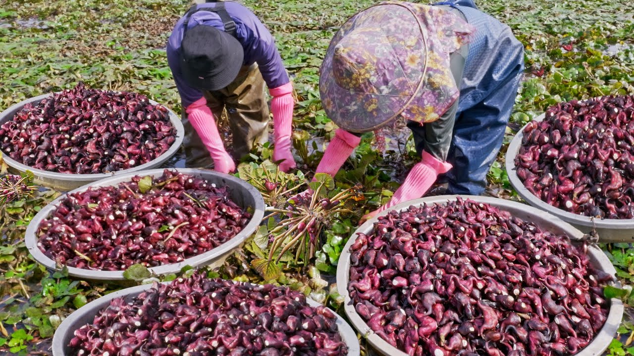 2000 kg! Red Water Caltrop Harvesting, Water Caltrop Peeling Skills/2000公斤大豐收！台南紅菱採收, 菱角仁剝殼技巧, 菱角排骨湯
