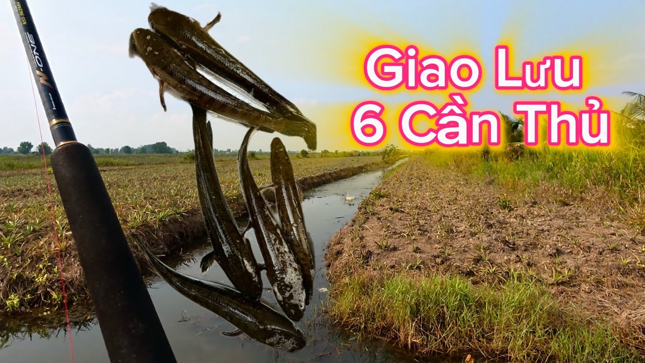 Câu Cá Lóc Tập 24✅ Tân Phước ( Toàn Cá Trọng )
