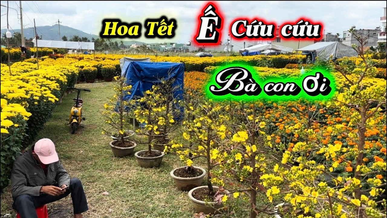 Chợ hoa Tết Bồng Sơn 26 tháng chạp -Vắng khách lạ thường