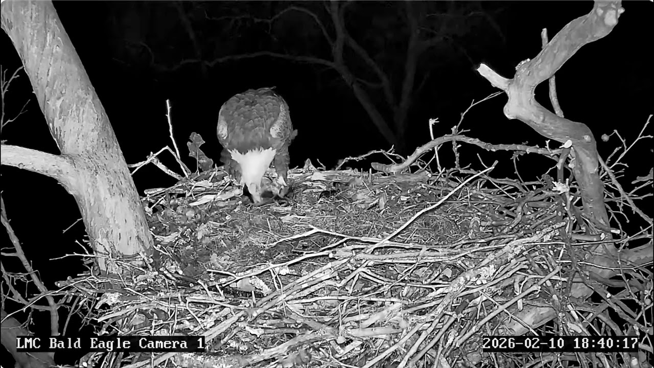 Bette eating a duck @ Little Miami Conservancy Bald Eagle Nest Live Camera #1