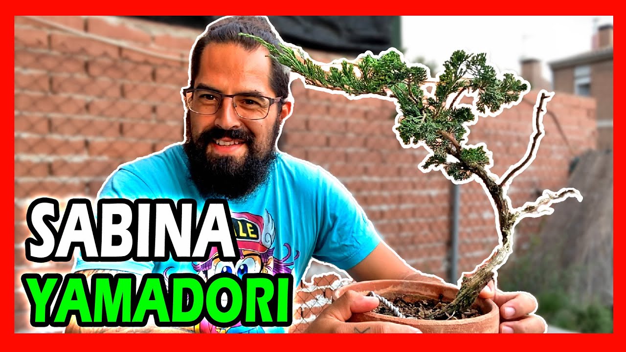 Limpieza y primera formacion de #juniperus #sabina pre #bonsai #yamadori del #vivero