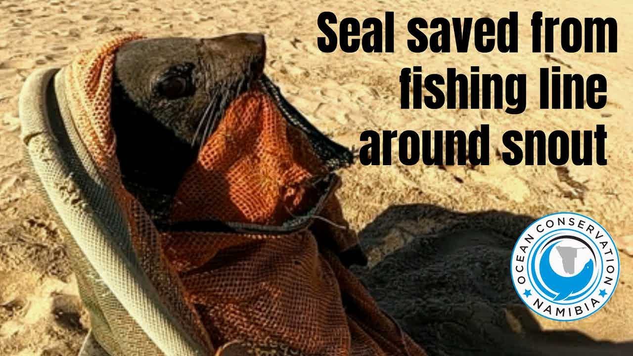 200lbs Seal: TRICKY rescue from fishing line around mouth