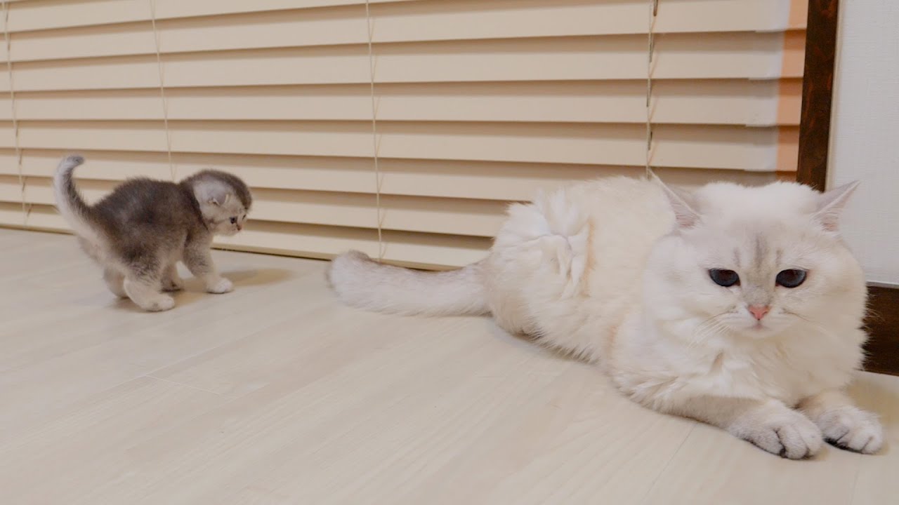 The lively kitten who never sleeps finally chooses her daddy cat as a playmate.