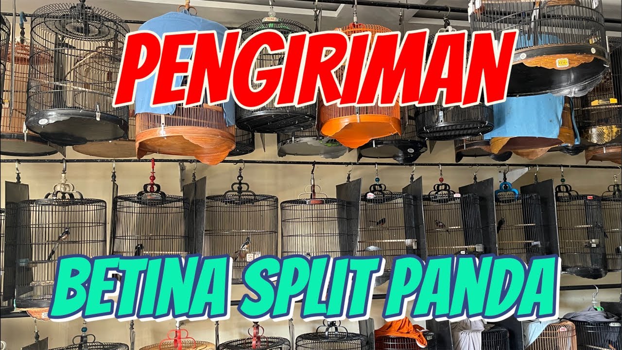 PENGIRIMAN BETINA SPLIT PANDA