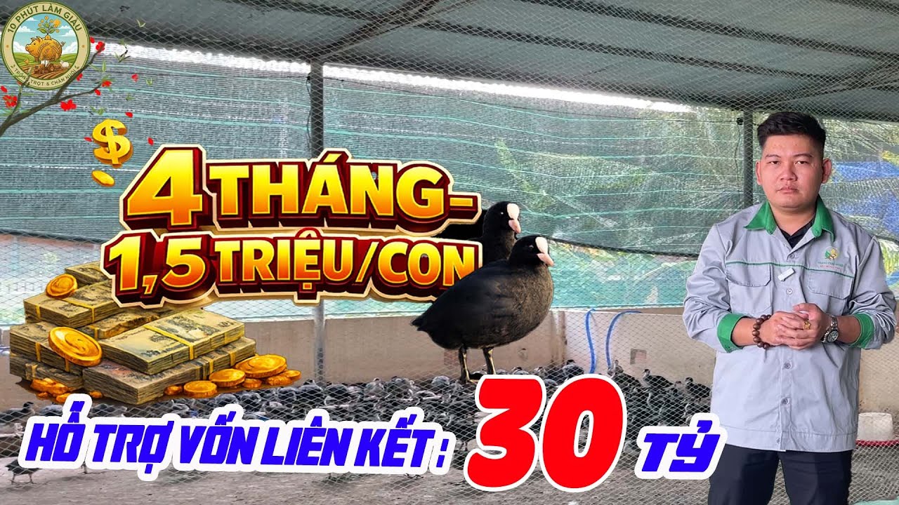 NUÔI 4 THÁNG BÁN 1,5 TRIỆU/CON – 30 TỶ VỐN LIÊN KẾT: VÌ SAO SÂM CẦM ĐƯỢC SĂN ĐÓN? |10 PHÚT LÀM GIÀU