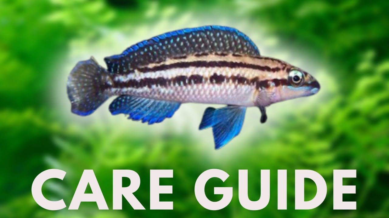 Julidochromis Dickfeldi Care Guide