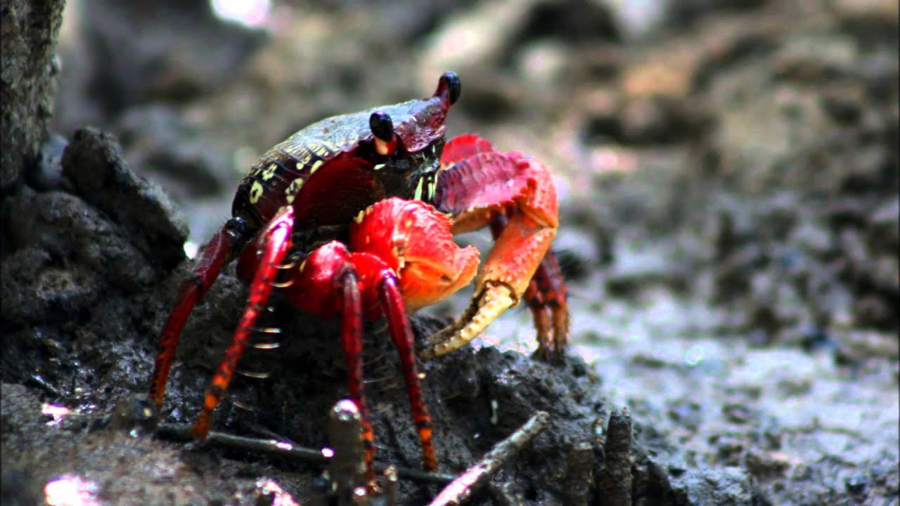 Belmonte - BA - Sonho de morar