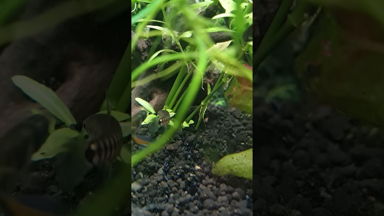 Clown Killifish & Hovering Zebra Loach #shorts