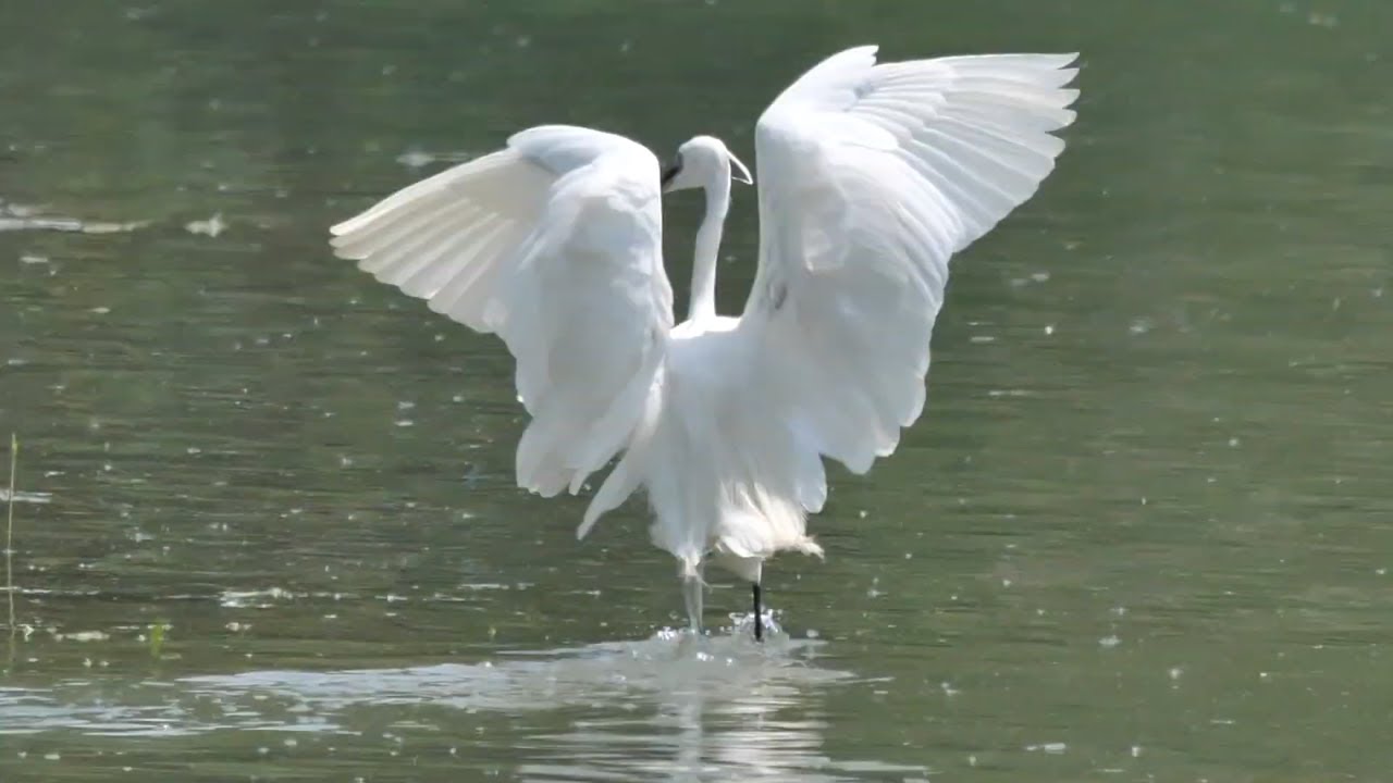 Nureyev - Garzetta (Egretta garzetta)