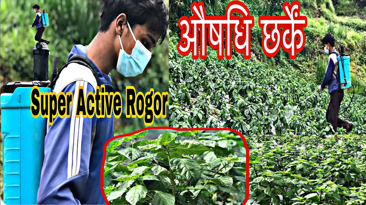 अकबरे खुर्सानी मा औषधि 😎 Kaam kahelya Nw Sakini•@vloggar_khumu