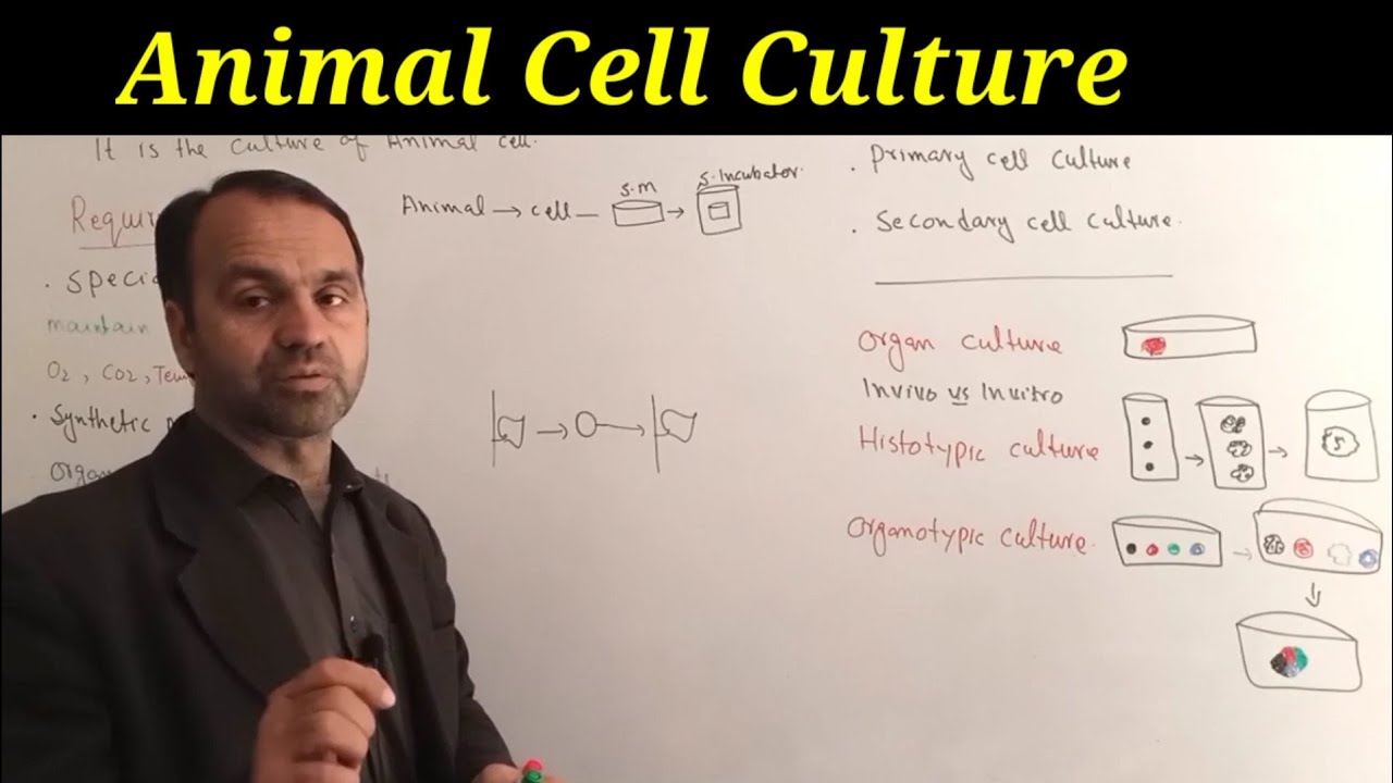 Animal Cell Culture Class 12 Biology | Biotechnology.