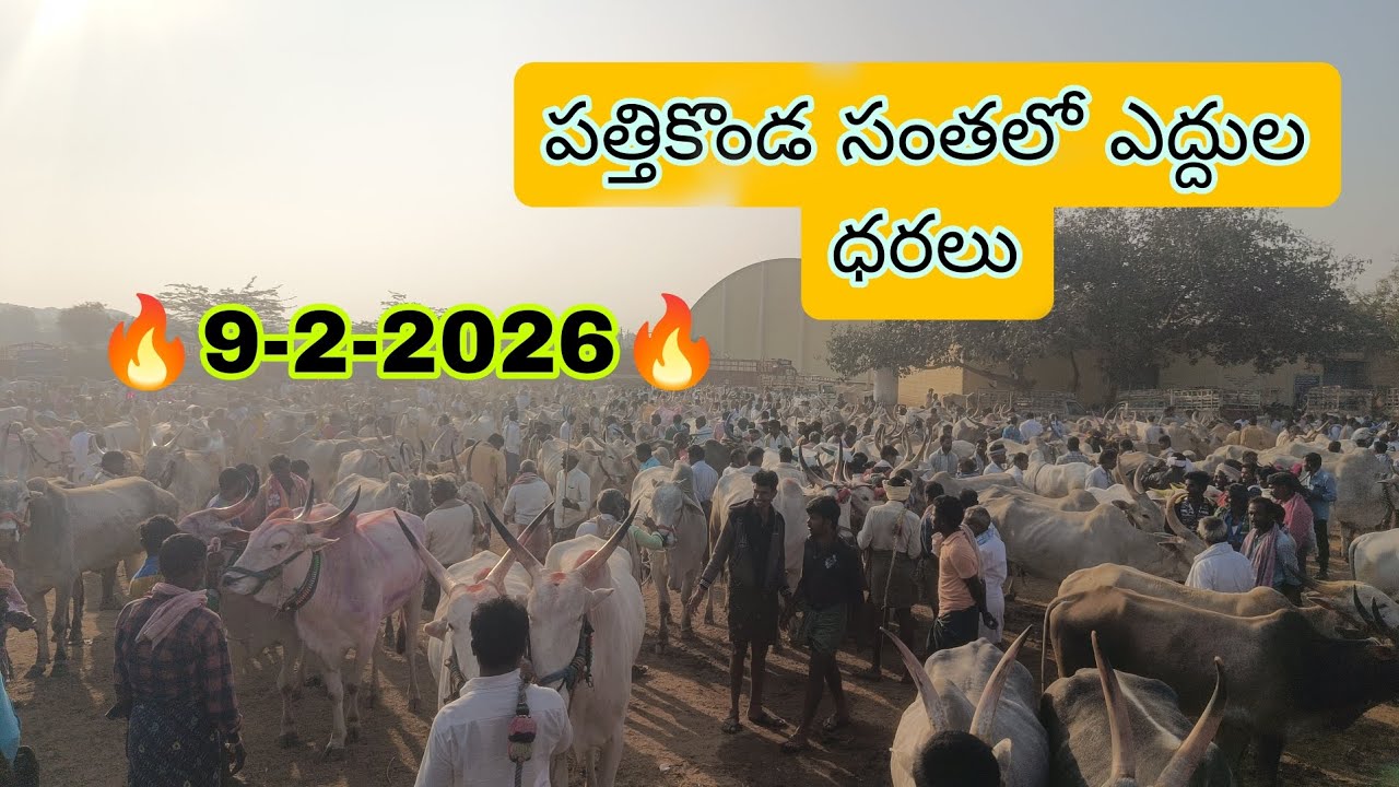 #Pathikonda bulls market///సోమవారం పత్తికొండ సంత లో ఎద్దుల యొక్క వివరాలు
