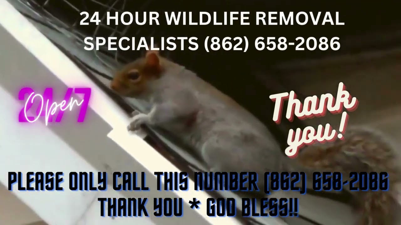 Squirrel Removal Montclair NJ Montclair - Pest Control Montclair NJ