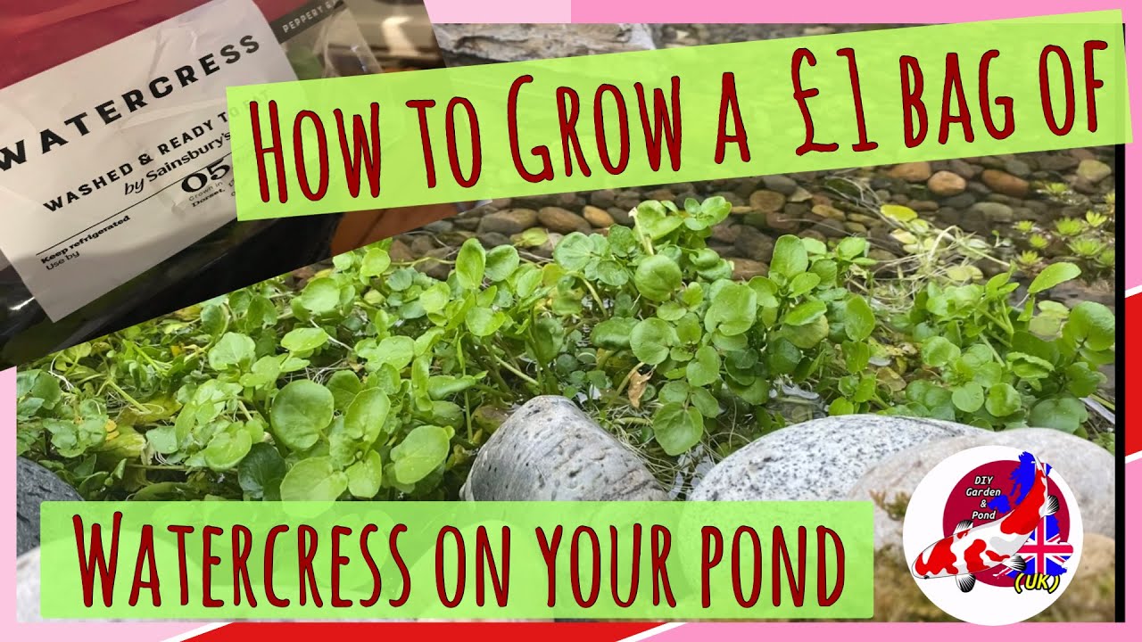 Sainsbury’s £1 Watercress on our Pond