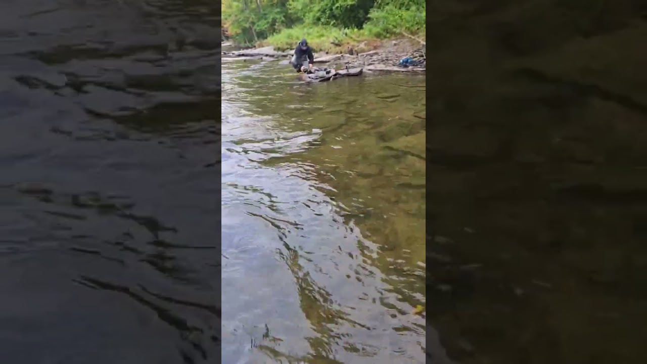 Epic Salmon Fight in Upstate NY #shorts