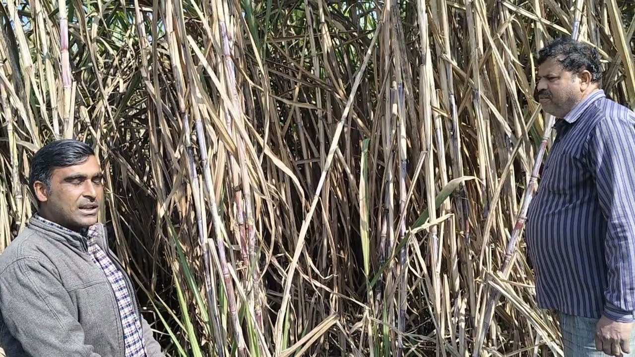 5009, गन्ना वैरायटी देखने आए राहुलभाई#Rahulsingh#farming