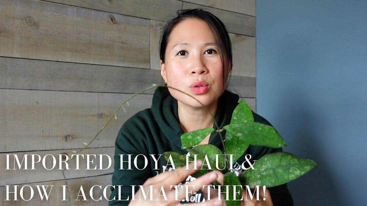 Imported HOYA HAUL & HOW I ACCLIMATE Them