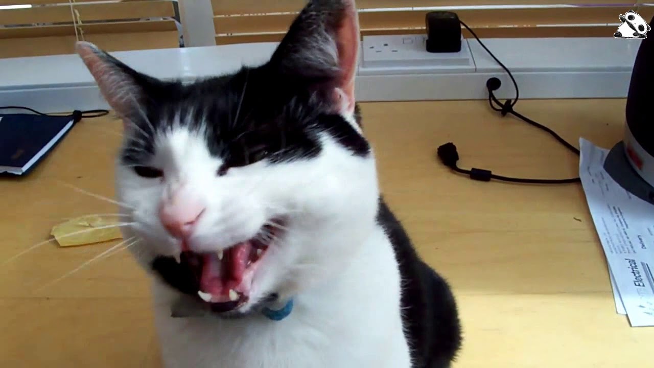 Funny singing cats with owners..