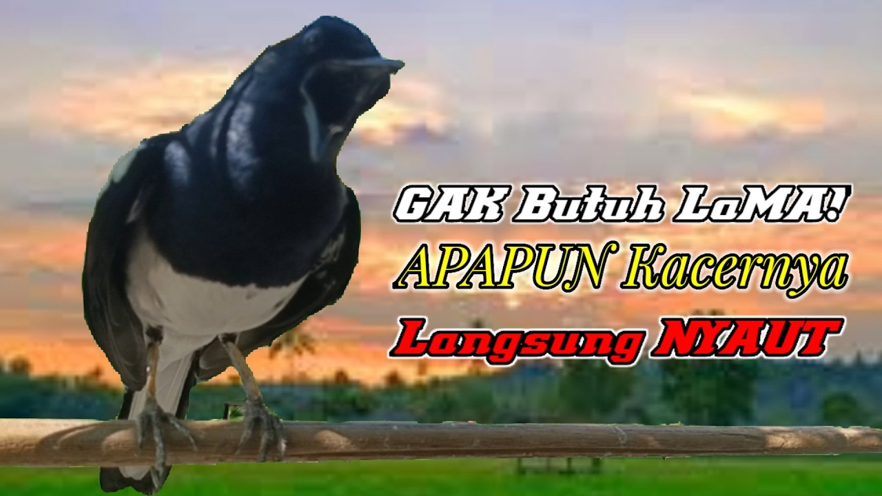 Suara kacer ngeplong santai, pancingan kacer, masteran kacer durasi panjang Berjam jam!