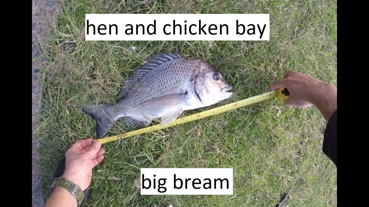 Hen and Chicken Bay - Bream Fishing 14/5
