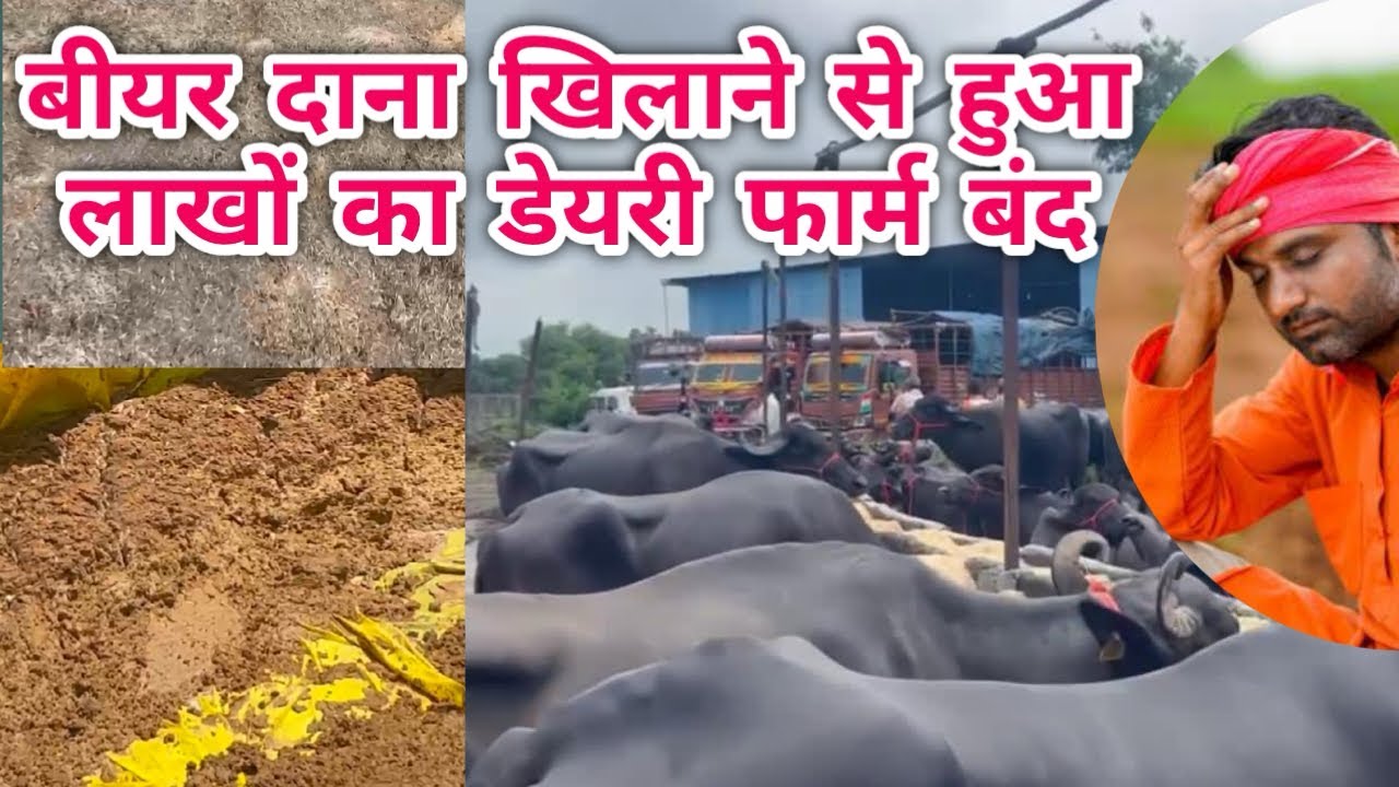 बियर दाना खिलाकर बर्बाद हुआ लाखों का डेयरी फार्म! कहीं आप भी ये गलती तो नहीं कर रहे? Bear wast |