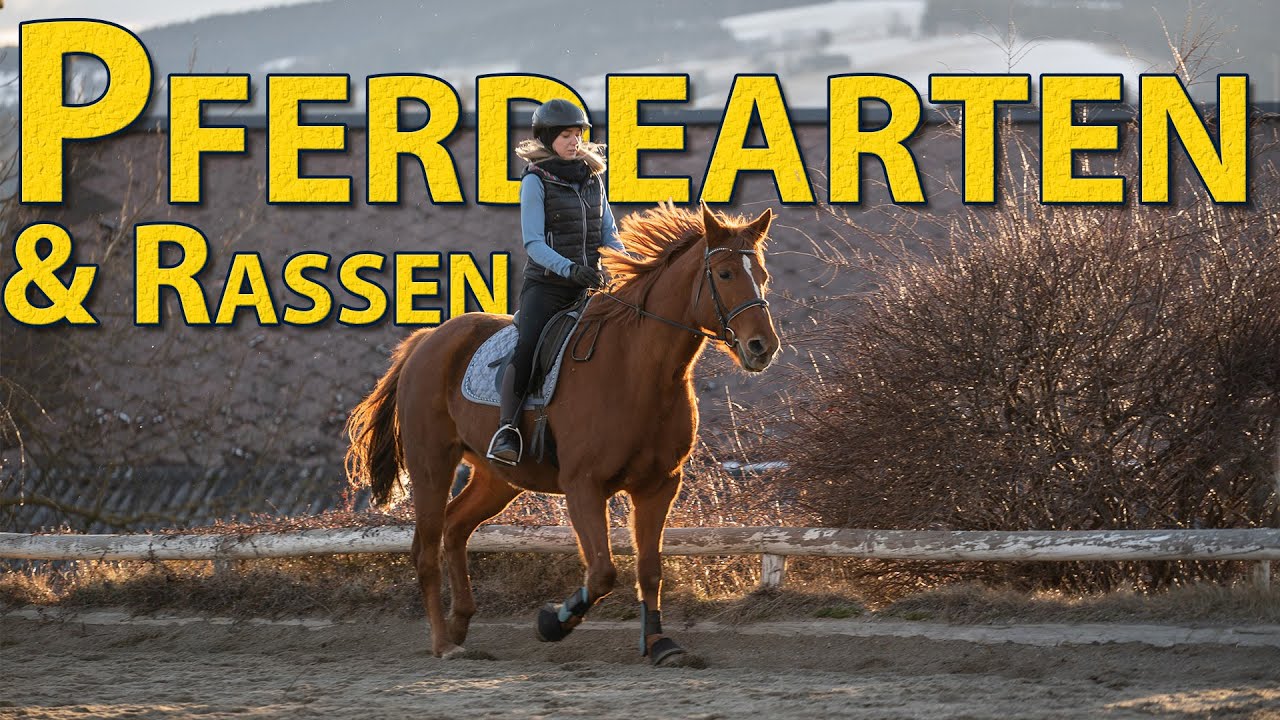 Pferdearten und Rassen (Warmblut, Kaltblut, Pony, ...) | Unterschiede und Körperbau