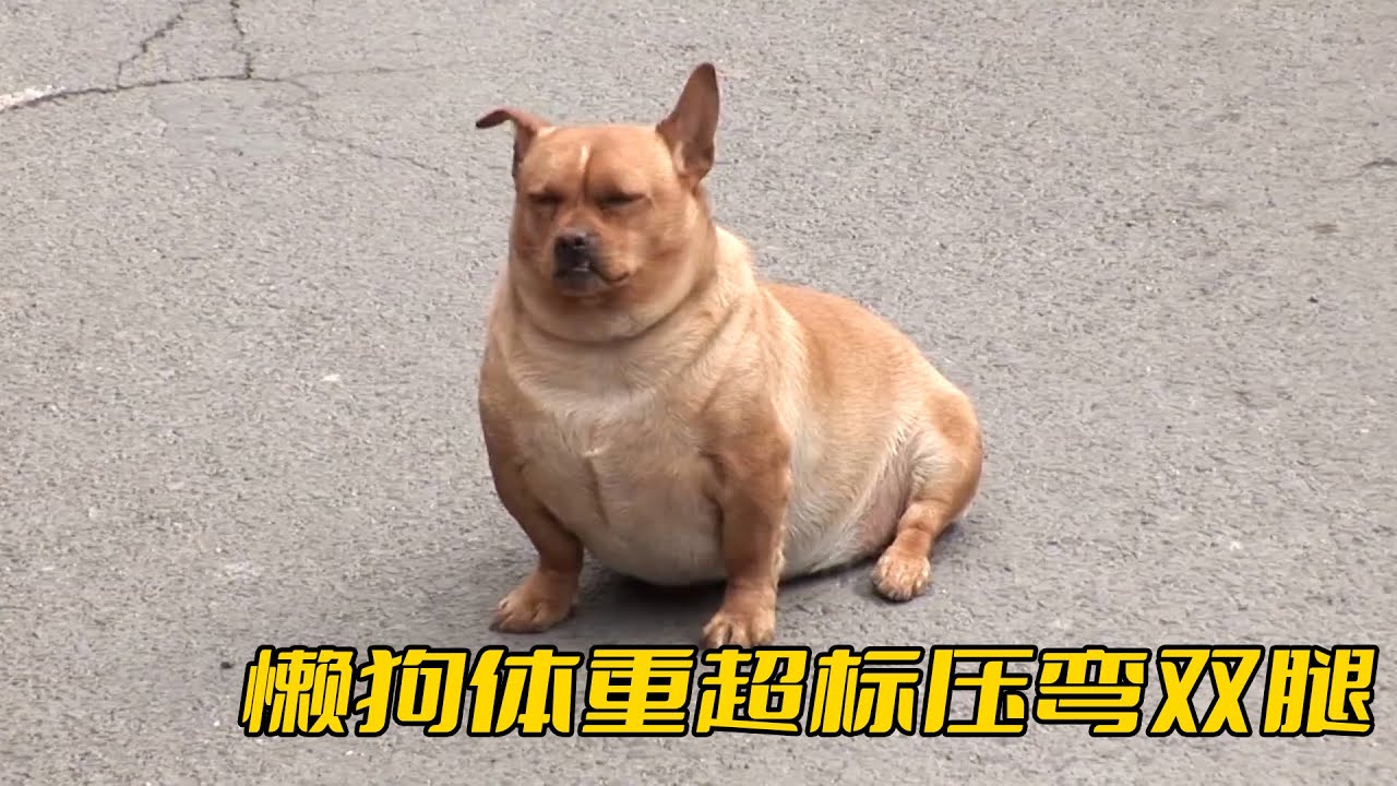 韓國最懶胖狗，從沒靠自己走出過50米，體重超標把腿都壓彎了