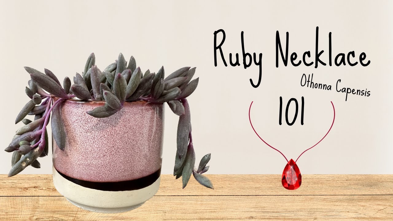 Ruby Necklace 101┃Othonna Capensis