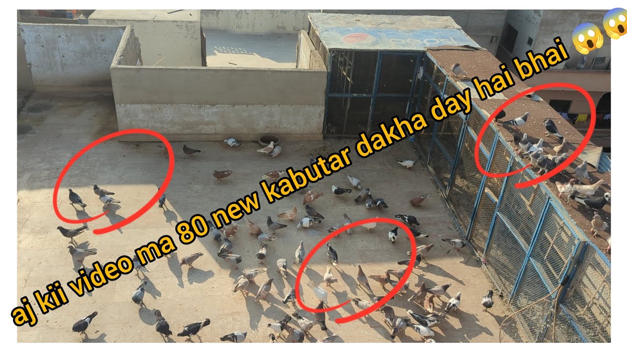 aj kii video ma 80 new kabutar dakha day hai bhai 😱😱🕊️✌️🕊️