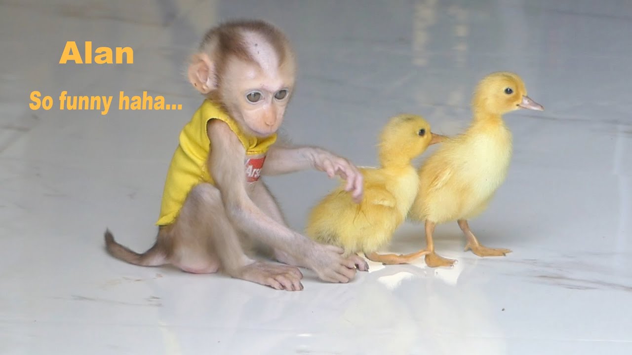 So funny haha! Baby monkey Alan playing with Duck have funny in the yard home
