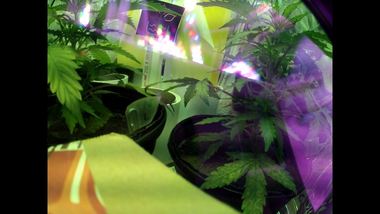 Autoflower Timelapse Day 35 Northern Lights + Sour Kush
