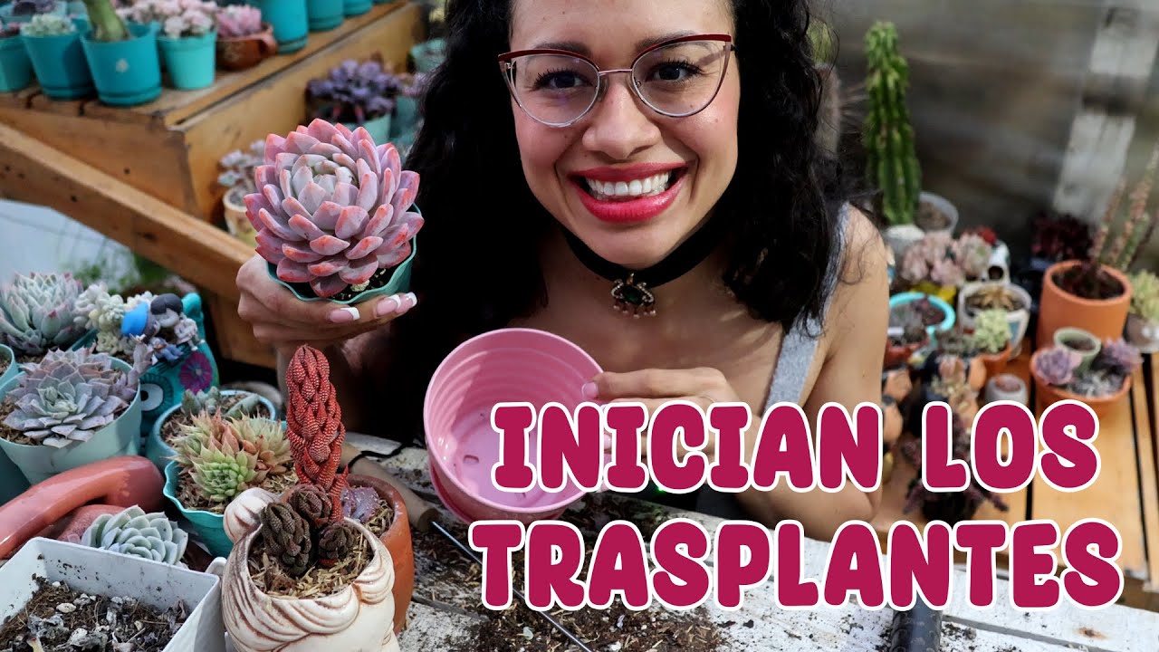 Vamos a trasplantar todas mis suculentas 😮 │Candy Bu