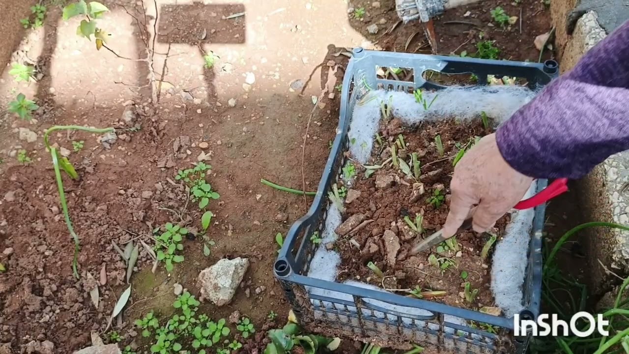 طريقه تقليم البصل